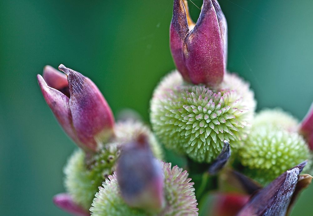 Flower buds. Free public domain CC0 image.