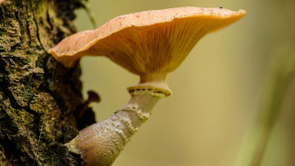 Mushroom vegetable. Free public domain CC0 photo