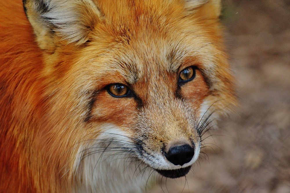 Red fox close up faFree public domain CC0 photo.