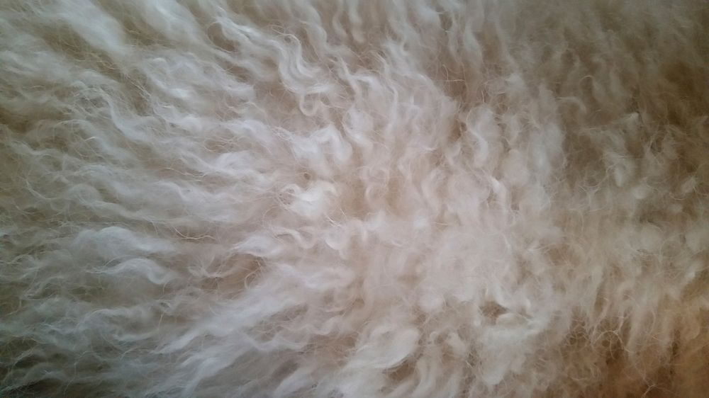 Poodle hair texture close up. Free public domain CC0 photo.