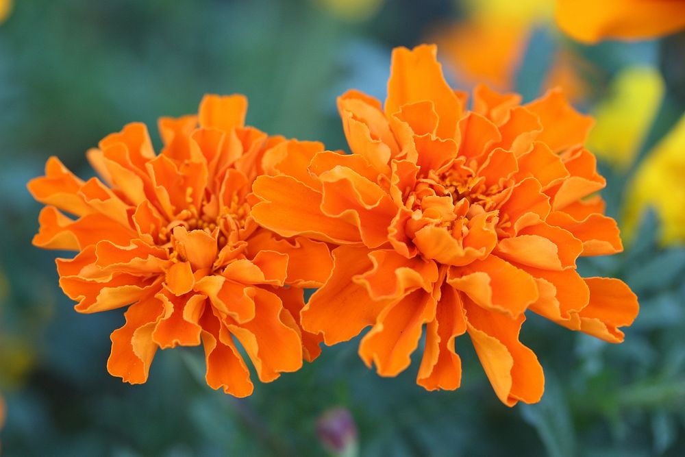 Marigold flower. Free public domain CC0 photo.