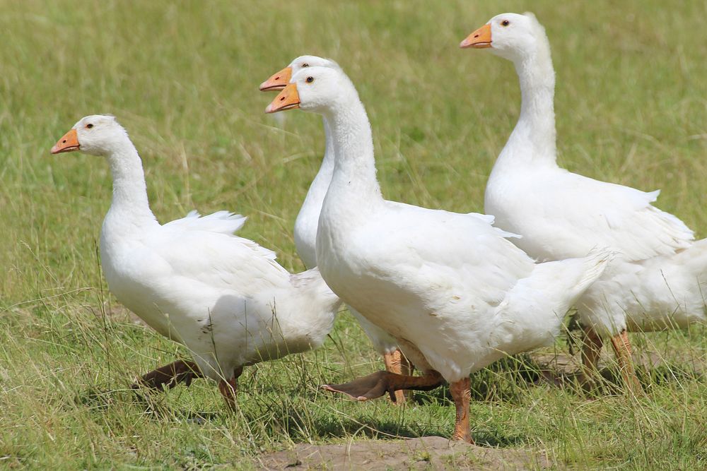 White domestic goose walking together. Free public domain CC0 image.