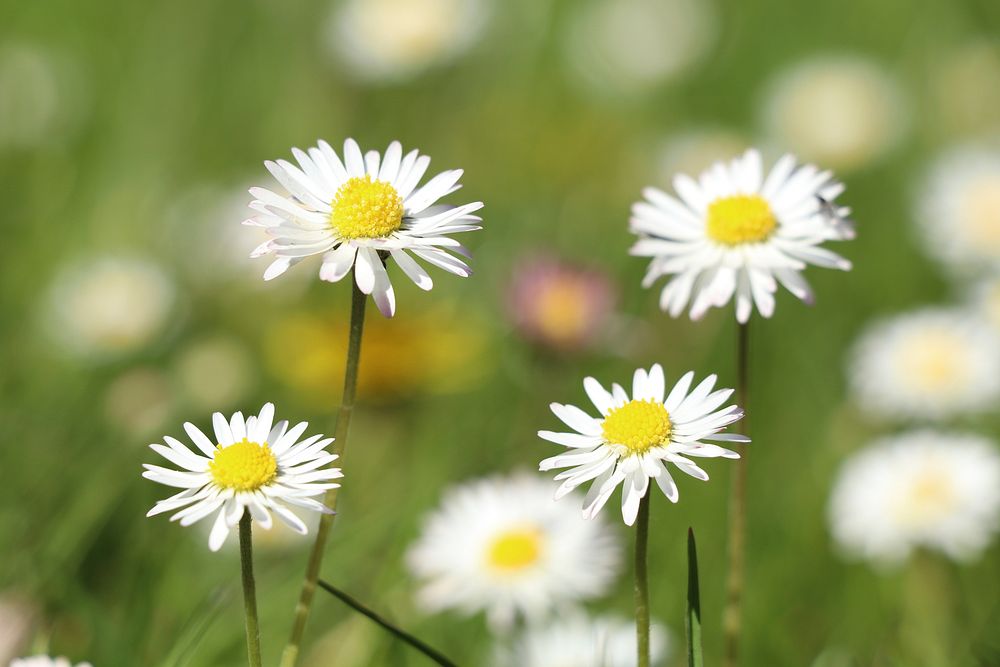 White daisy background. Free public domain CC0 photo.