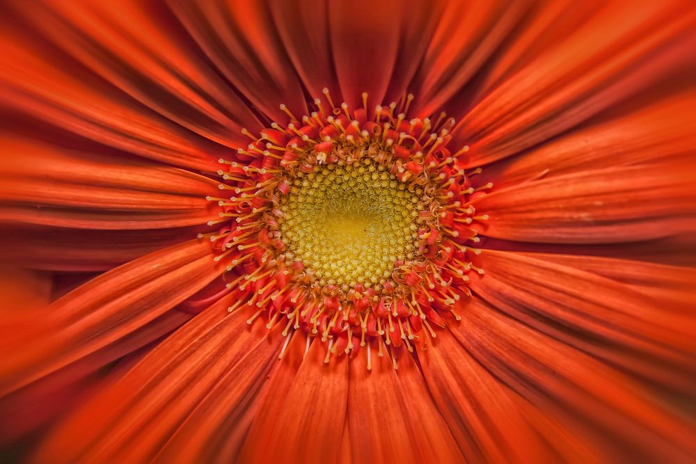 Orange gerbera background. Free public domain CC0 image.