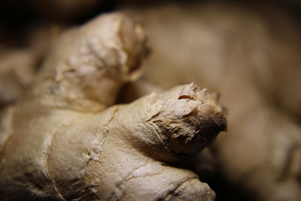 Ginger plant & vegetable. Free public domain CC0 photo