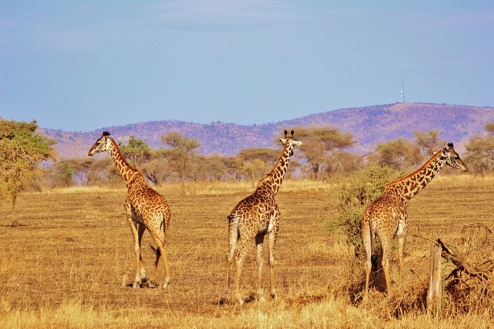 Giraffe tower, animal family. Free public domain CC0 photo.