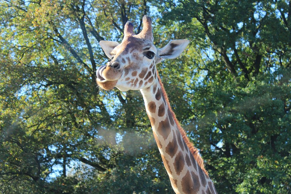 Giraffe face image. Free public domain CC0 photo.