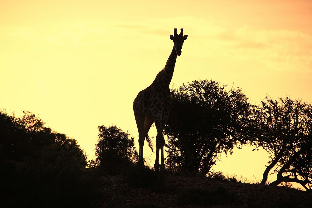 Giraffe at sunset. Free public domain CC0 photo.