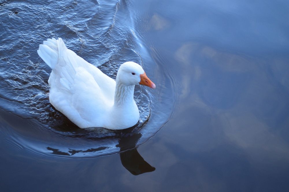 White domestic goose swimming. Free public domain CC0 image.
