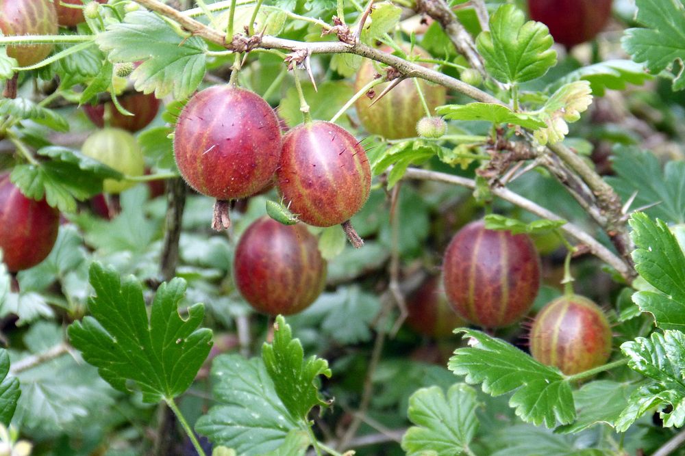 Closeup on red gooseberries on bush. Free public domain CC0 image.