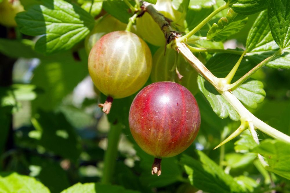 Closeup on gooseberry fruit. Free public domain CC0 photo. 
