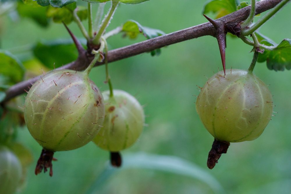 Closeup on green gooseberries on bush. Free public domain CC0 image.