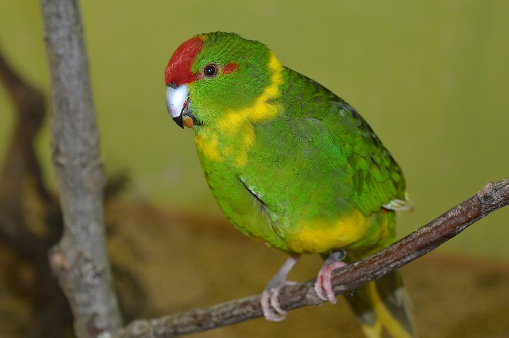 Cute green parrot photo. Free public domain CC0 image.