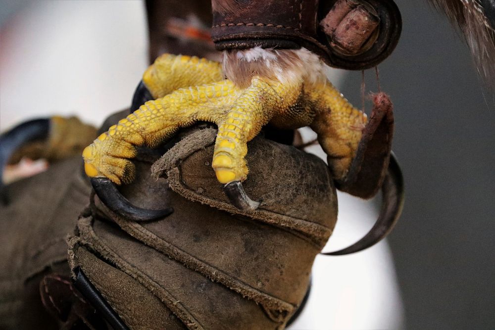 Closeup on golden eagle talons. Free public domain CC0 image.