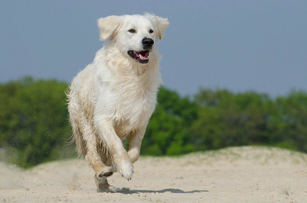 White dog running on beach. Free public domain CC0 photo.