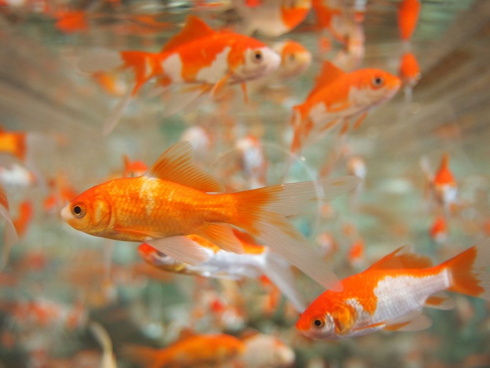 Goldfishes close up. Free public domain CC0 photo.