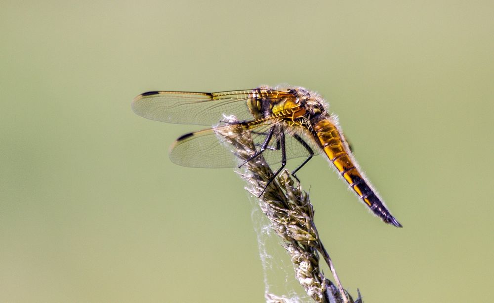 Dragonfly background, insect image. Free public domain CC0 photo.