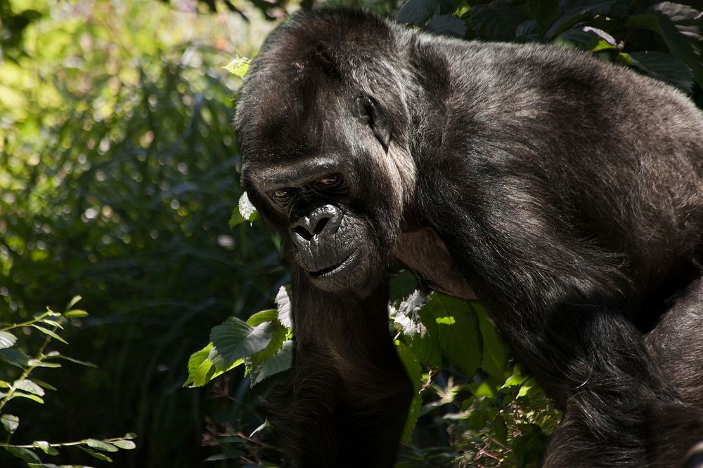 Gorilla photo. Free public domain CC0 image.