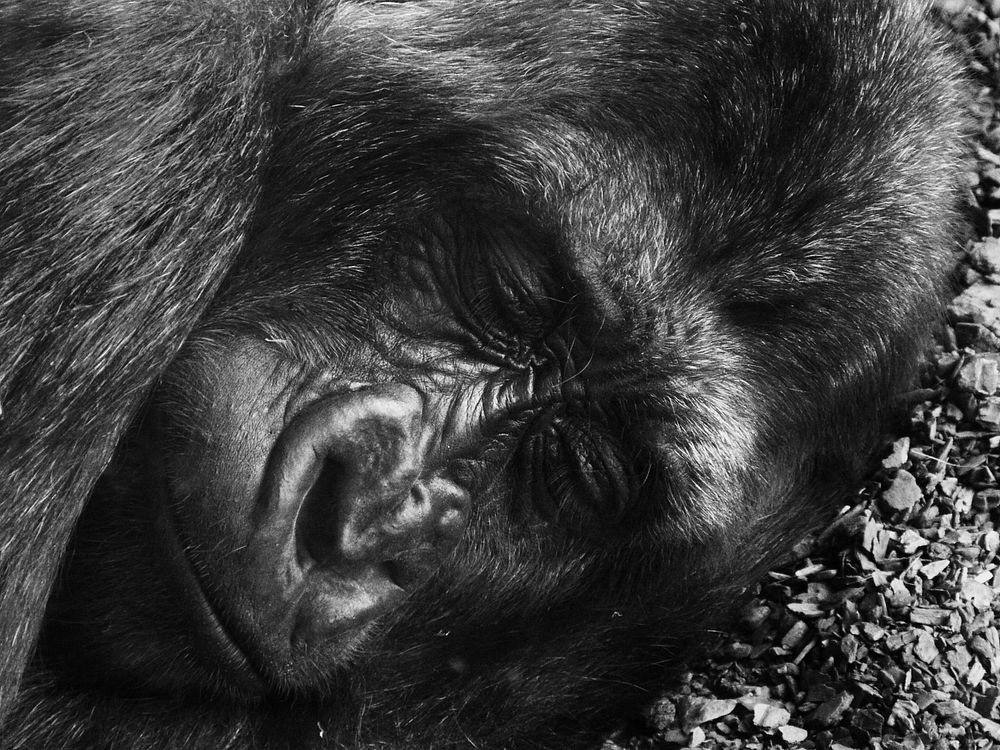Gorilla sleeping close up face. Free public domain CC0 photo
