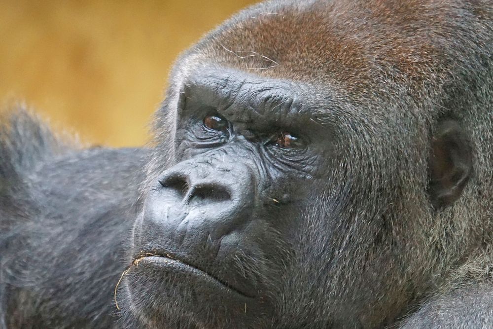 Gorilla image. Free public domain CC0 photo.