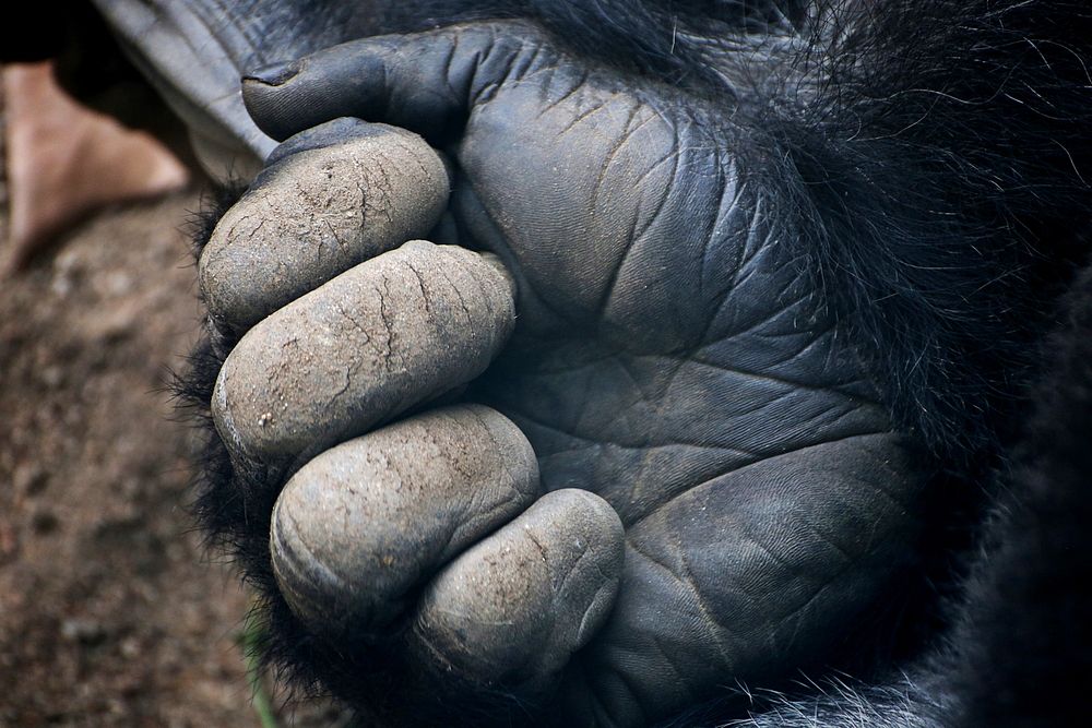 Gorilla image. Free public domain CC0 photo.