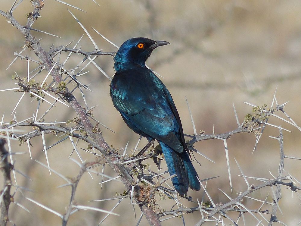 Starling Namibia, bird photography. Free public domain CC0 image.