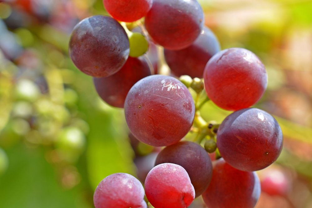 Closeup on red grape plant. Free public domain CC0 photo.