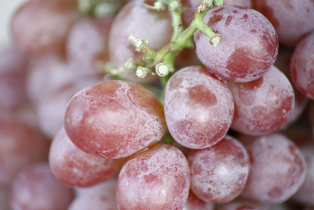 Closeup on red grape plant. Free public domain CC0 photo.