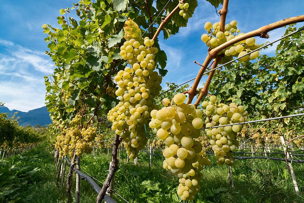 Closeup on green grape plant. Free public domain CC0 photo.