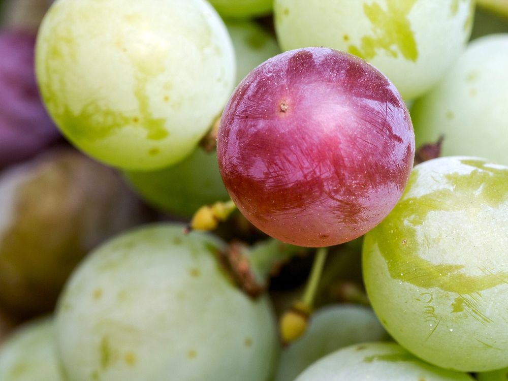 Closeup on mixed grapes. Free public domain CC0 photo.