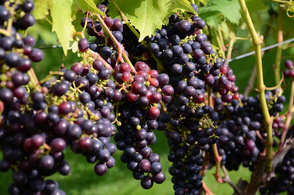 Closeup on red grape plant. Free public domain CC0 photo.
