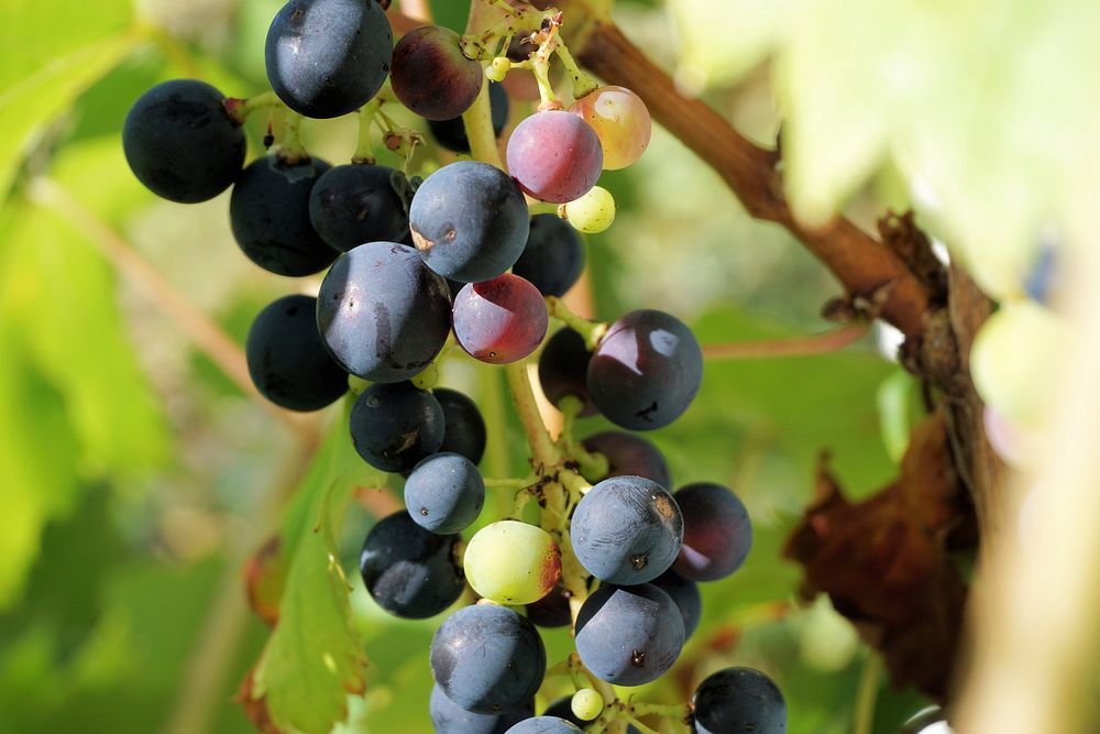 Closeup on red grape plant. Free public domain CC0 photo.