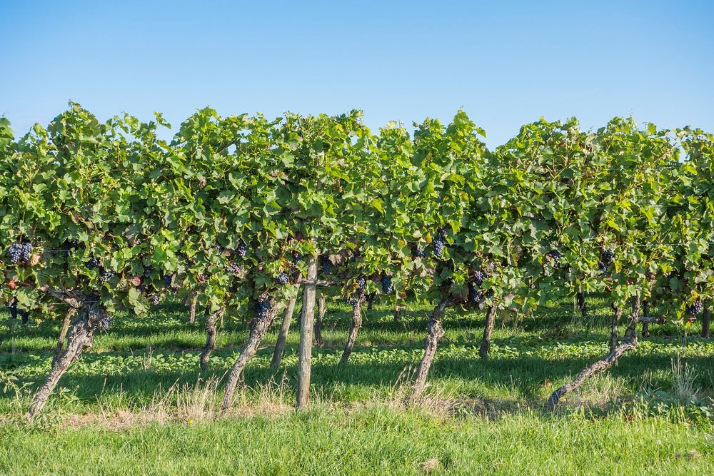 Grape vineyard. Free public domain CC0 photo.