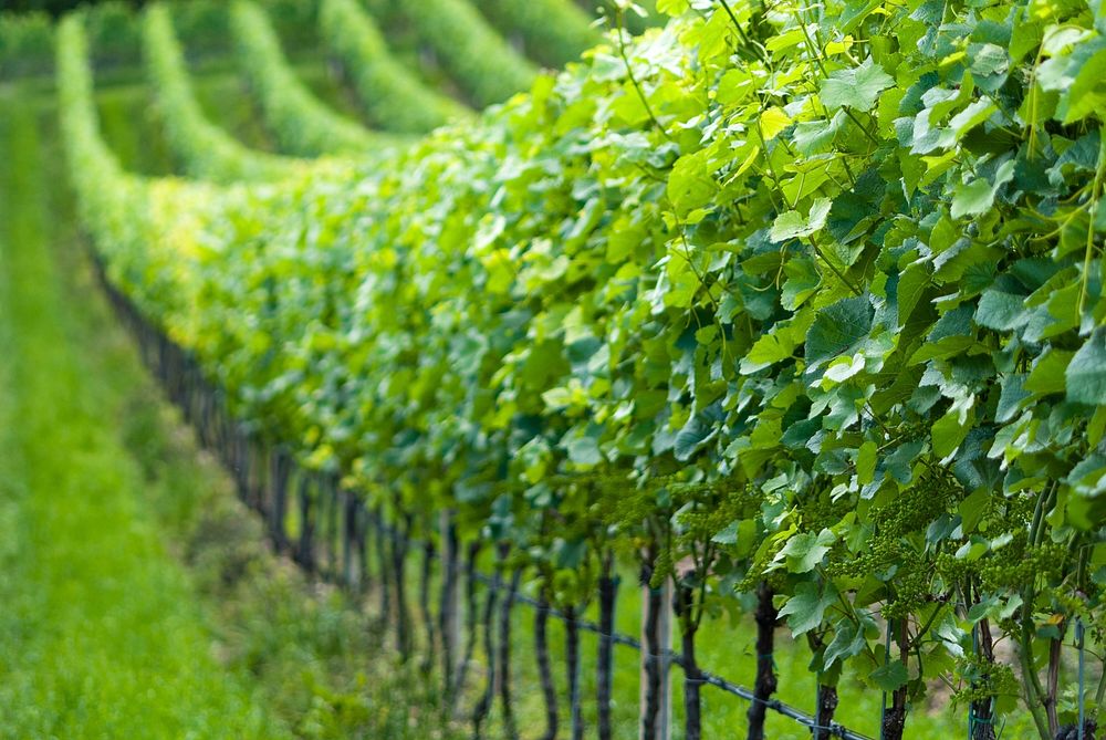 Rows of grape vines. Free public domain CC0 photo.