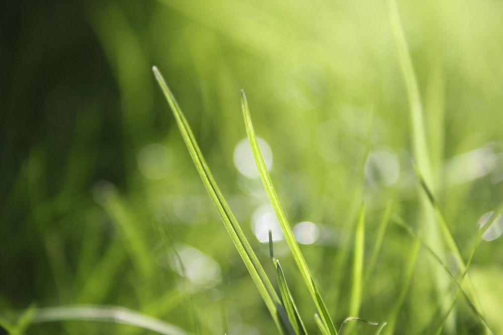 Green grass. Free public domain CC0 image