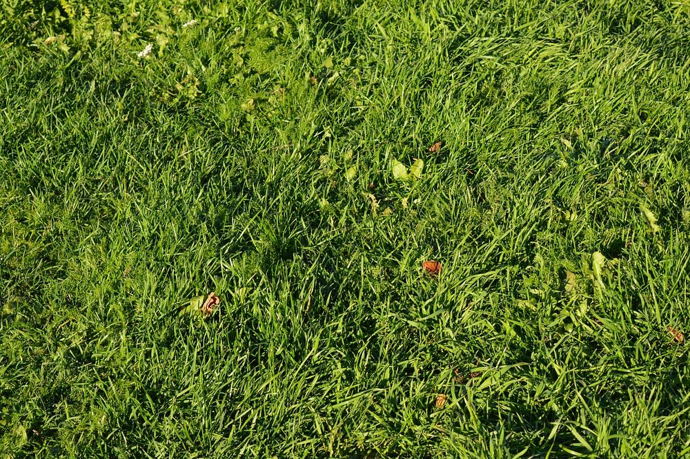 Green grass field. Free public domain CC0 photo.