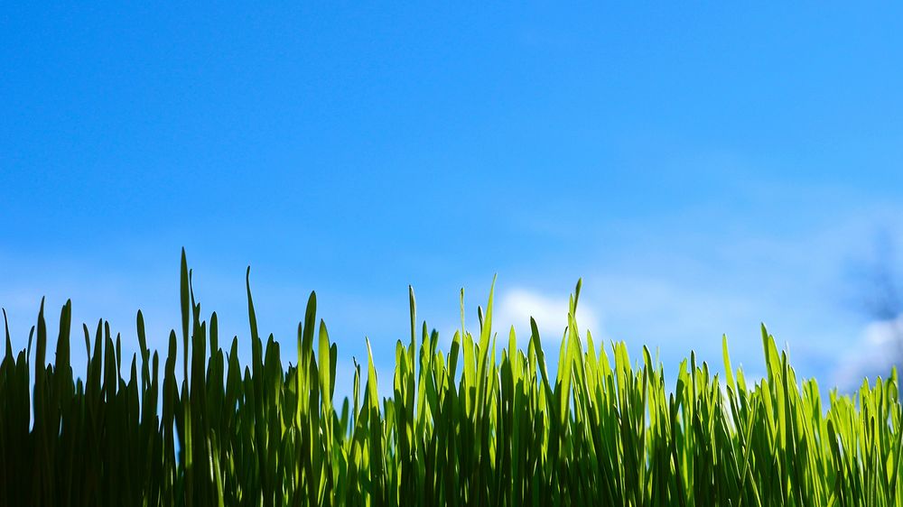 Green grass with blue sky. Free public domain CC0 photo.