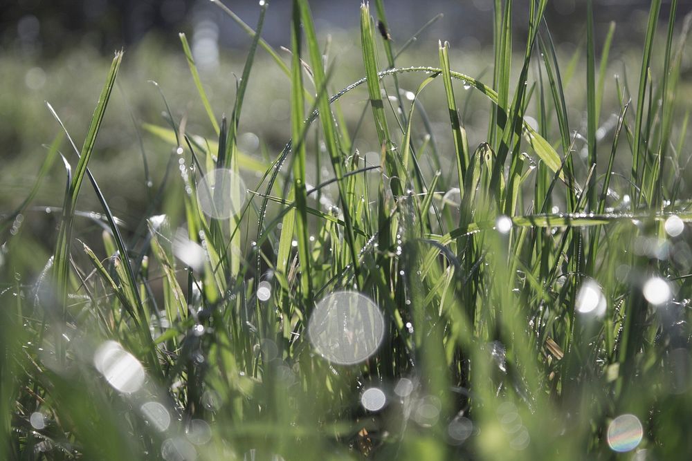 Water drops on grass. Free public domain CC0 photo.