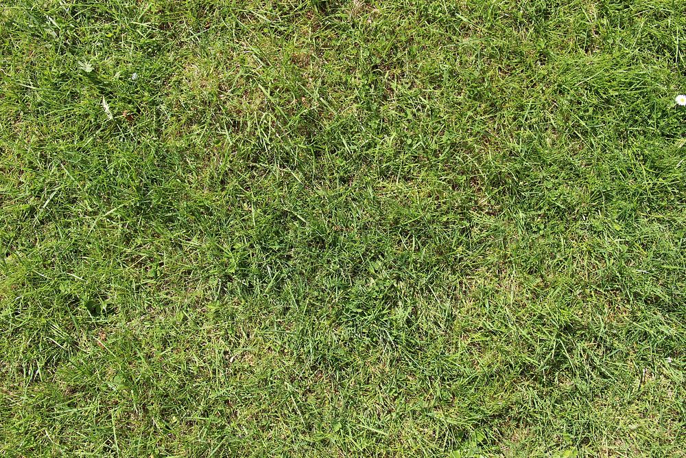 Green grass field. Free public domain CC0 photo.