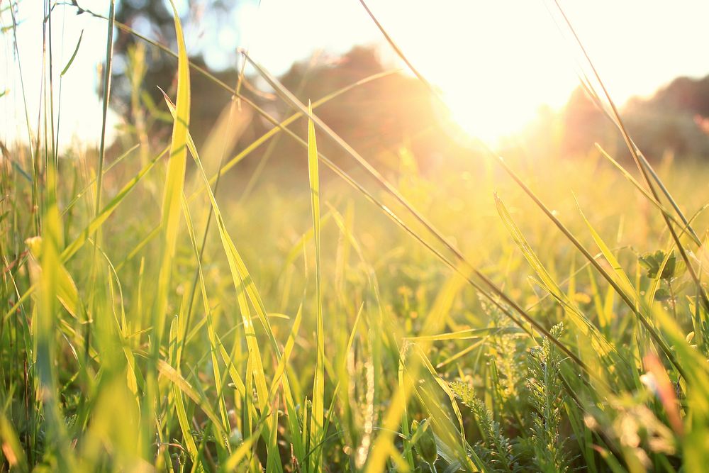 Close up green grass with sunlight. Free public domain CC0 photo.