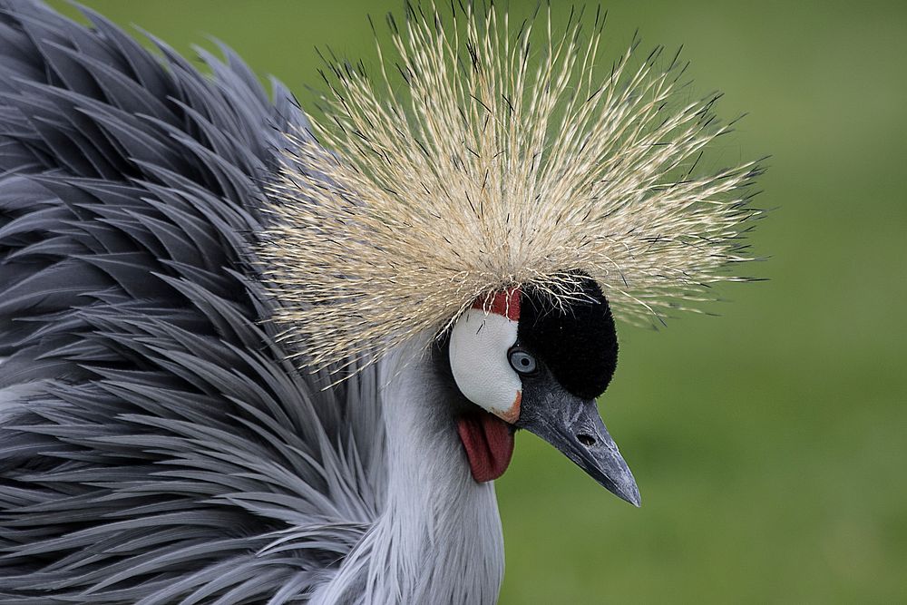 Black crowned crane bird. Free public domain CC0 image.