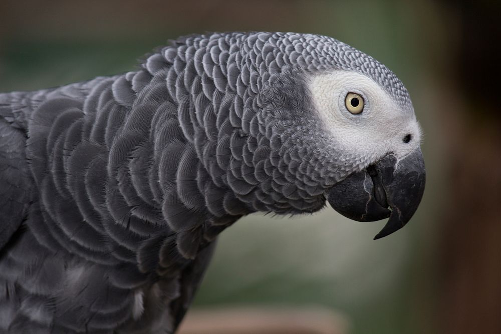 African grey parrot bird. Free public domain CC0 image.