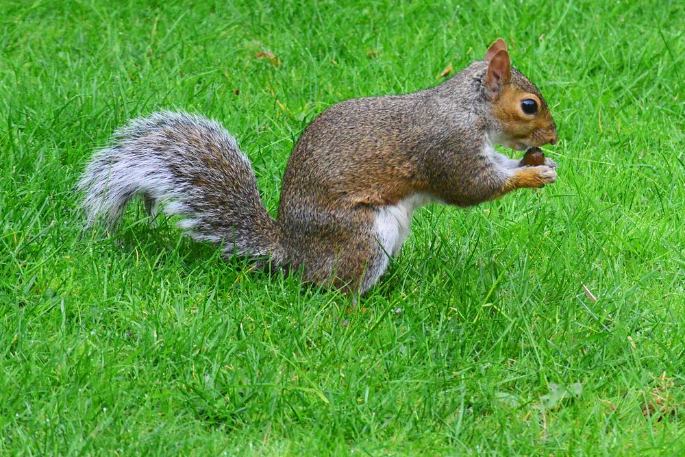 Cute squirrel eating nut image. Free public domain CC0 image.