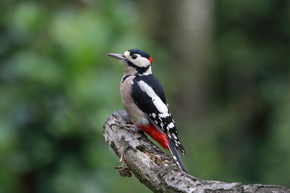 Great spotted woodpecker, bird photography. Free public domain CC0 image.