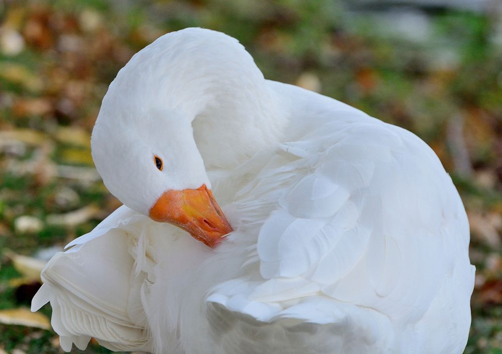 White domestic goose itching itself. Free public domain CC0 image.