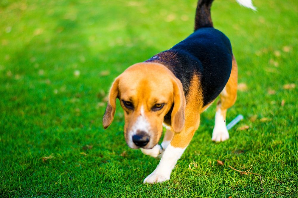 Beagle dog walking on grass. Free public domain CC0 photo.
