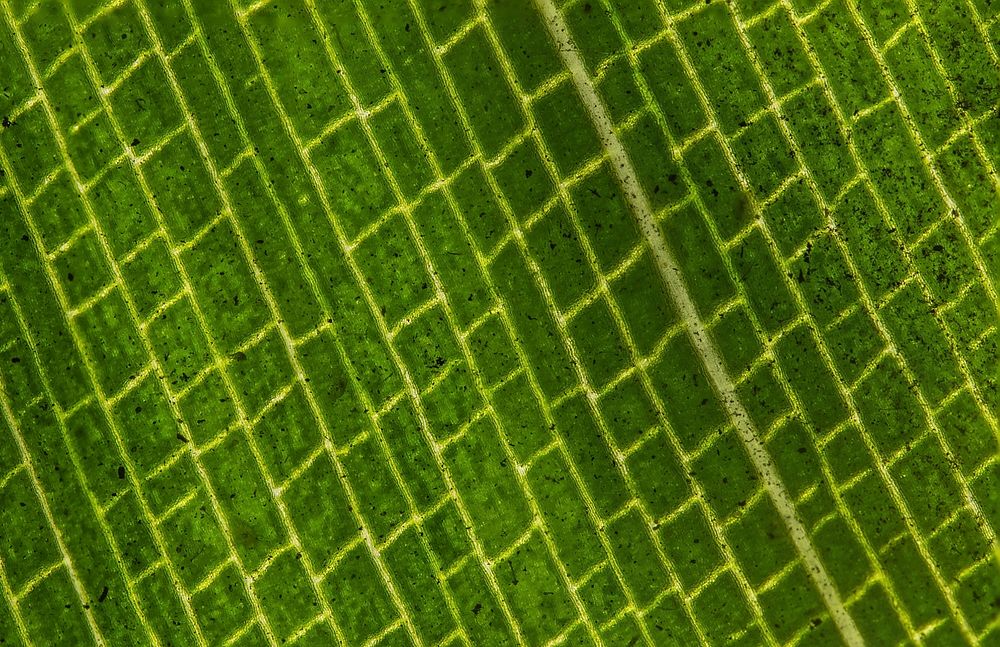 Green square pattern texture. Free public domain CC0 photo.