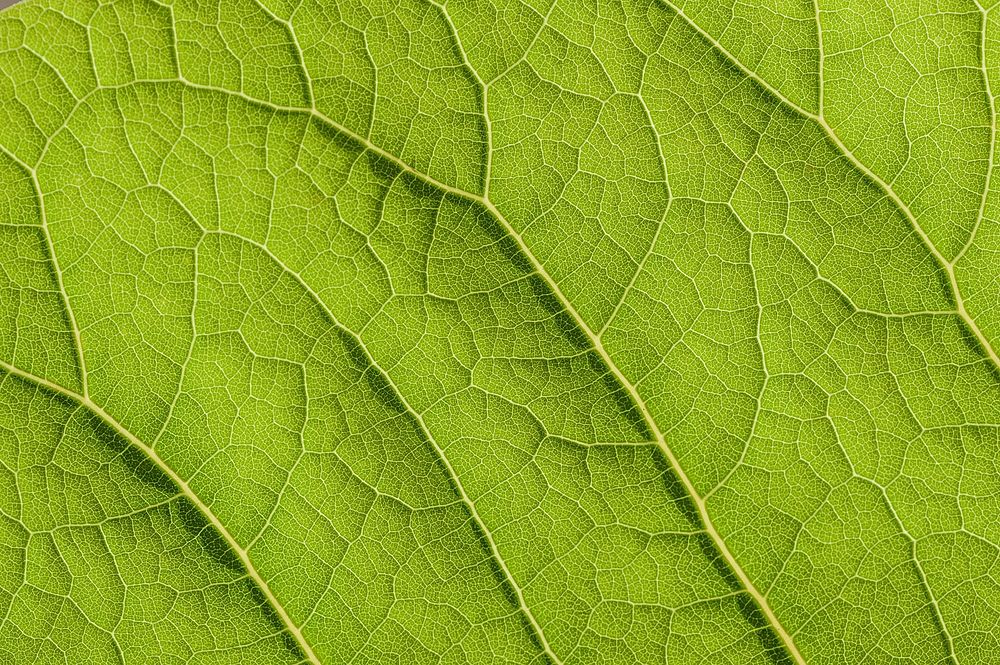 Botanical leaves, nature. Free public domain CC0 photo