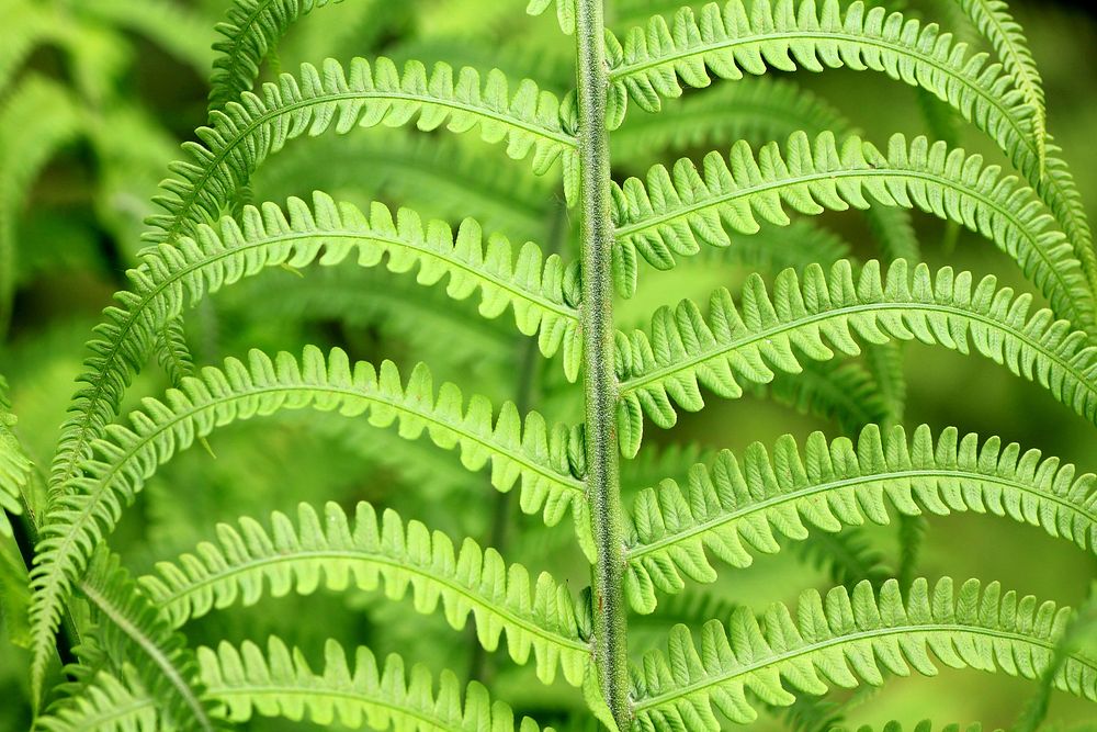 Fern background. Free public domain CC0 image.