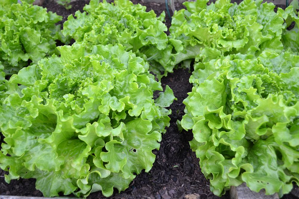 Salad lettuce, organic vegetable. Free public domain CC0 image.